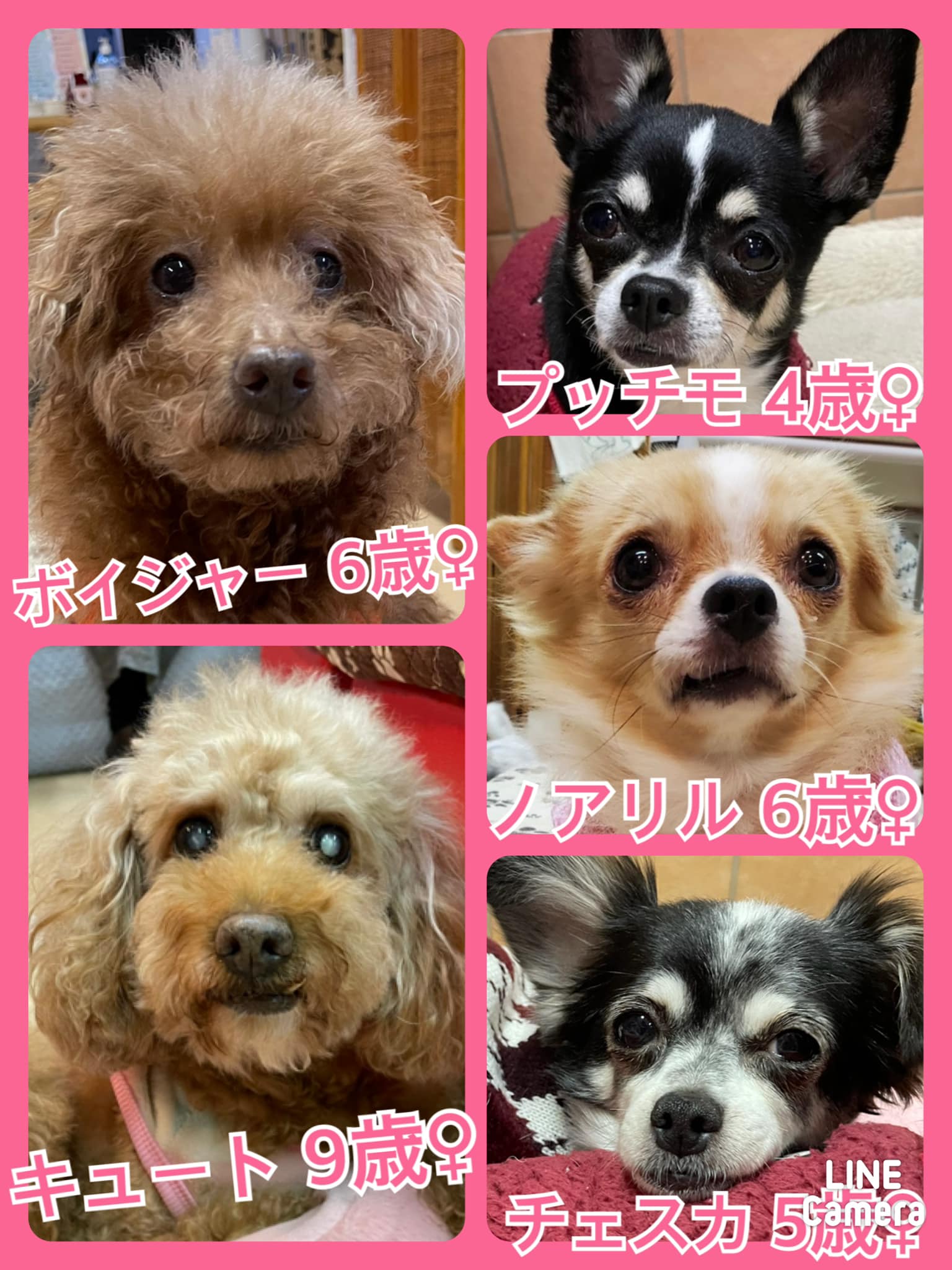 🐾今日の里親様募集中ワンコ🐶メンバーです🐾2021,12,5【保護犬カフェ天神橋店】